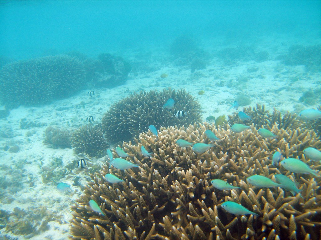 Reef & Marine Life